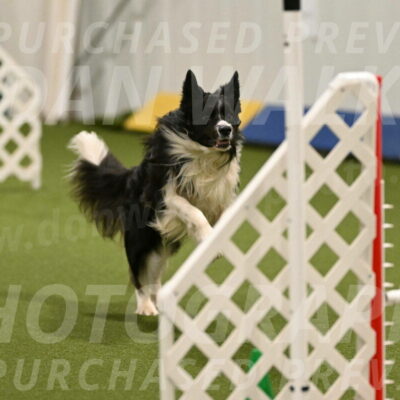 Frenzy-Robert-Rachow-10013