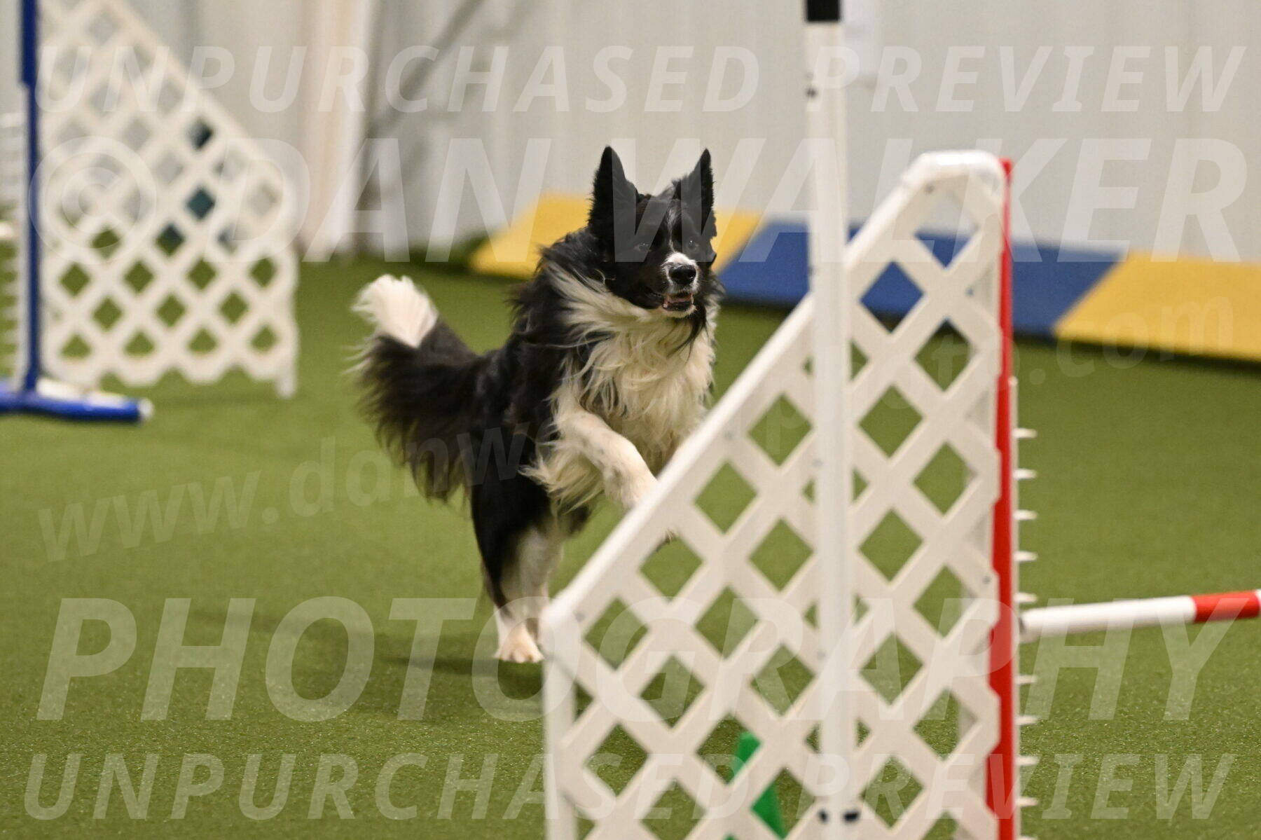 Frenzy-Robert-Rachow-10013