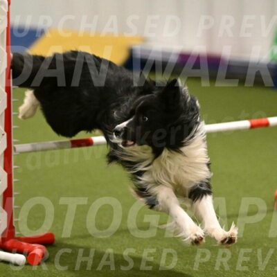 Frenzy-Robert-Rachow-10014