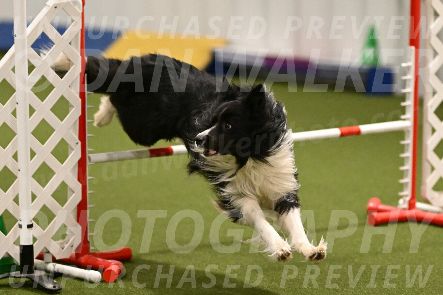 Frenzy-Robert-Rachow-10014