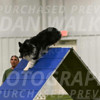 Frenzy-Robert-Rachow-10015