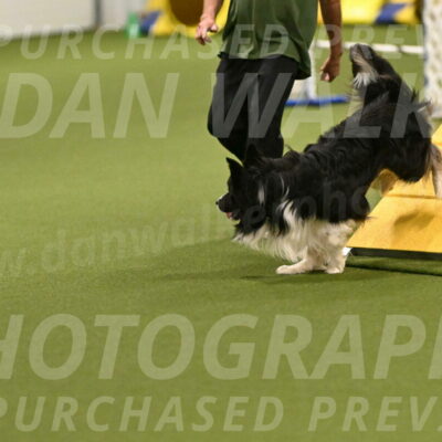 Frenzy-Robert-Rachow-10018