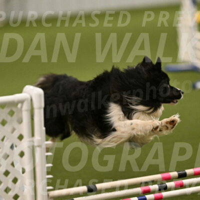 Frenzy-Robert-Rachow-10019