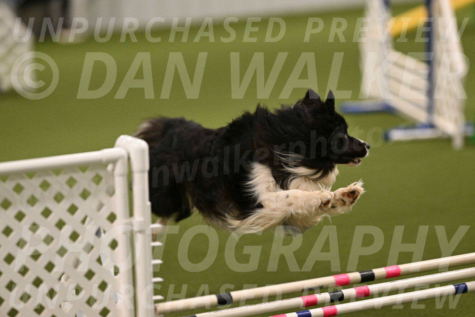 Frenzy-Robert-Rachow-10019