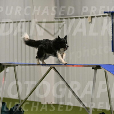 Frenzy-Robert-Rachow-10020