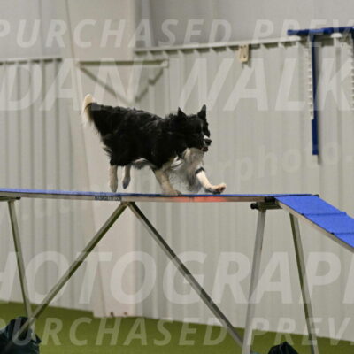 Frenzy-Robert-Rachow-10021