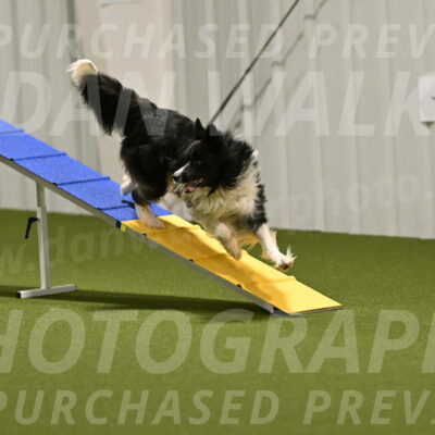 Frenzy-Robert-Rachow-10022