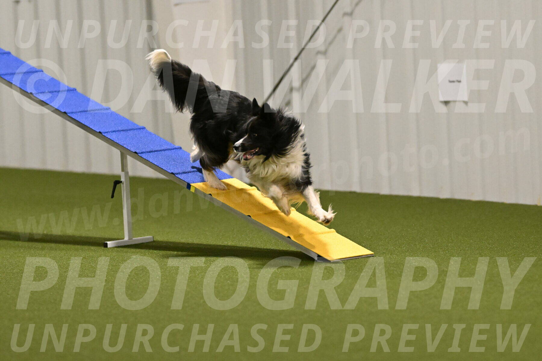 Frenzy-Robert-Rachow-10022