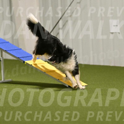 Frenzy-Robert-Rachow-10023