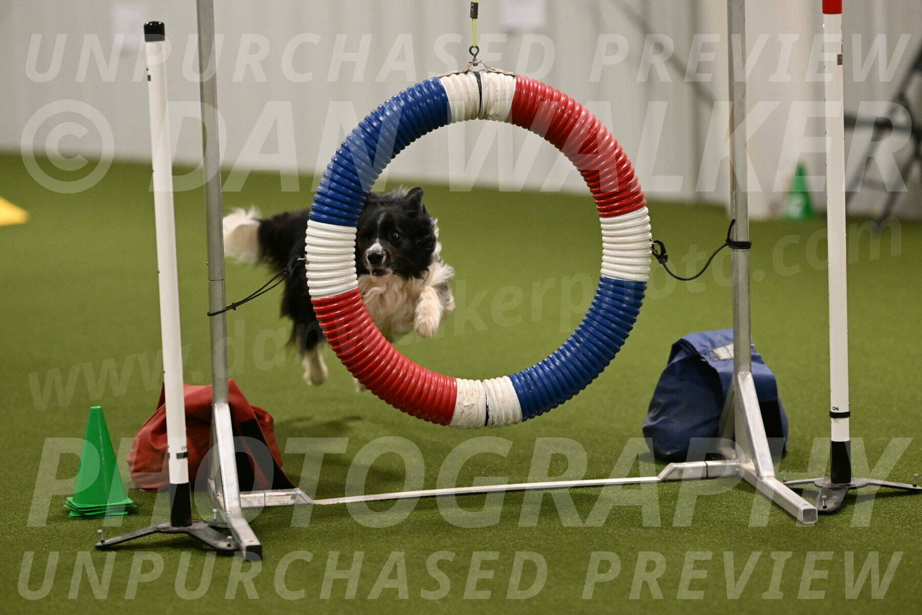 Frenzy-Robert-Rachow-10024