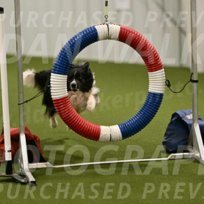 Frenzy-Robert-Rachow-10024