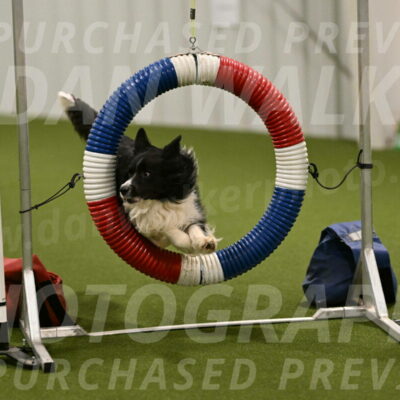 Frenzy-Robert-Rachow-10025