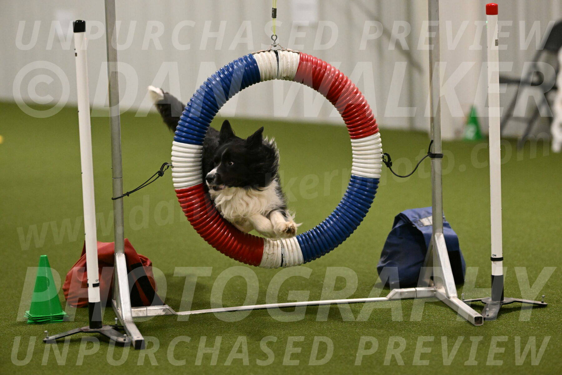 Frenzy-Robert-Rachow-10025