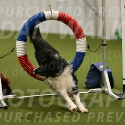 Frenzy-Robert-Rachow-10026