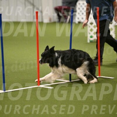 Frenzy-Robert-Rachow-10027