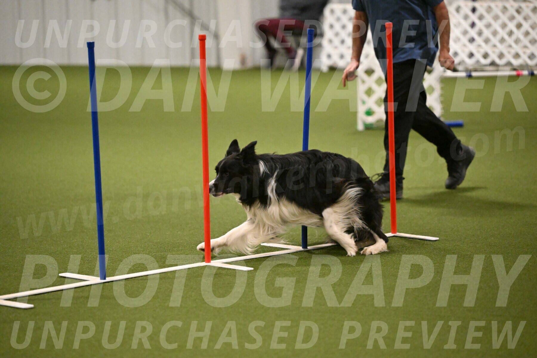 Frenzy-Robert-Rachow-10027