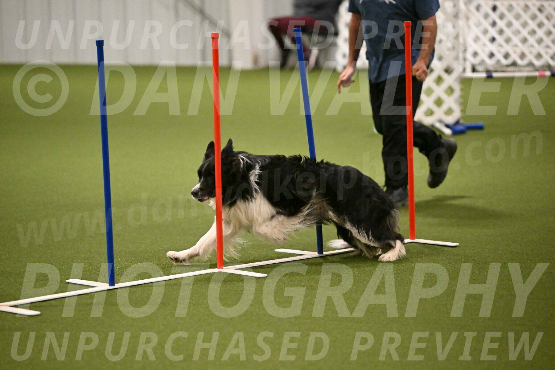 Frenzy-Robert-Rachow-10028