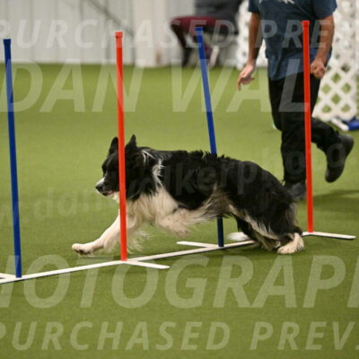 Frenzy-Robert-Rachow-10028