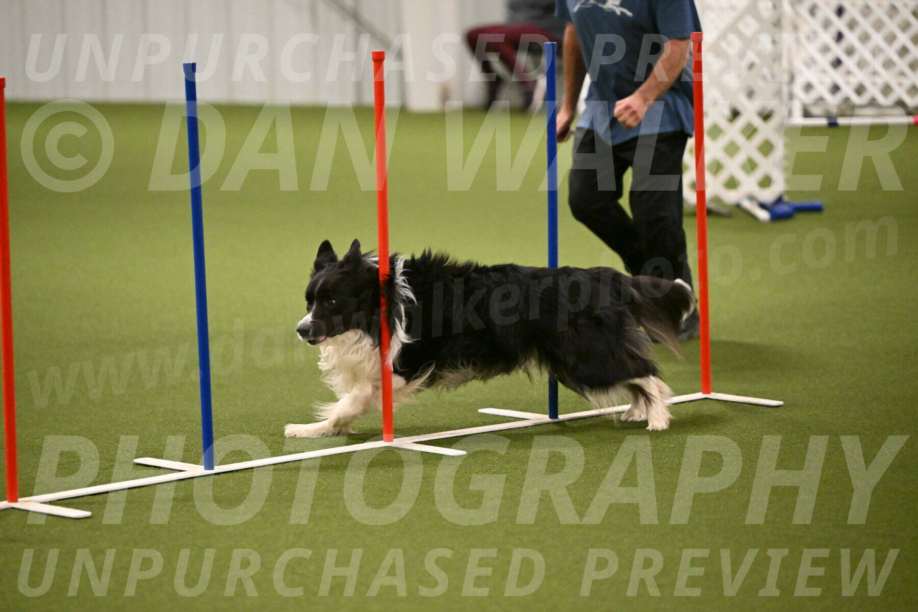 Frenzy-Robert-Rachow-10029