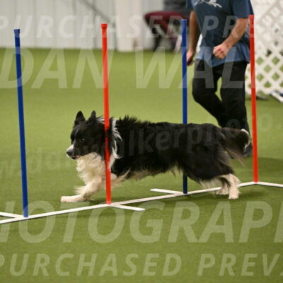 Frenzy-Robert-Rachow-10029