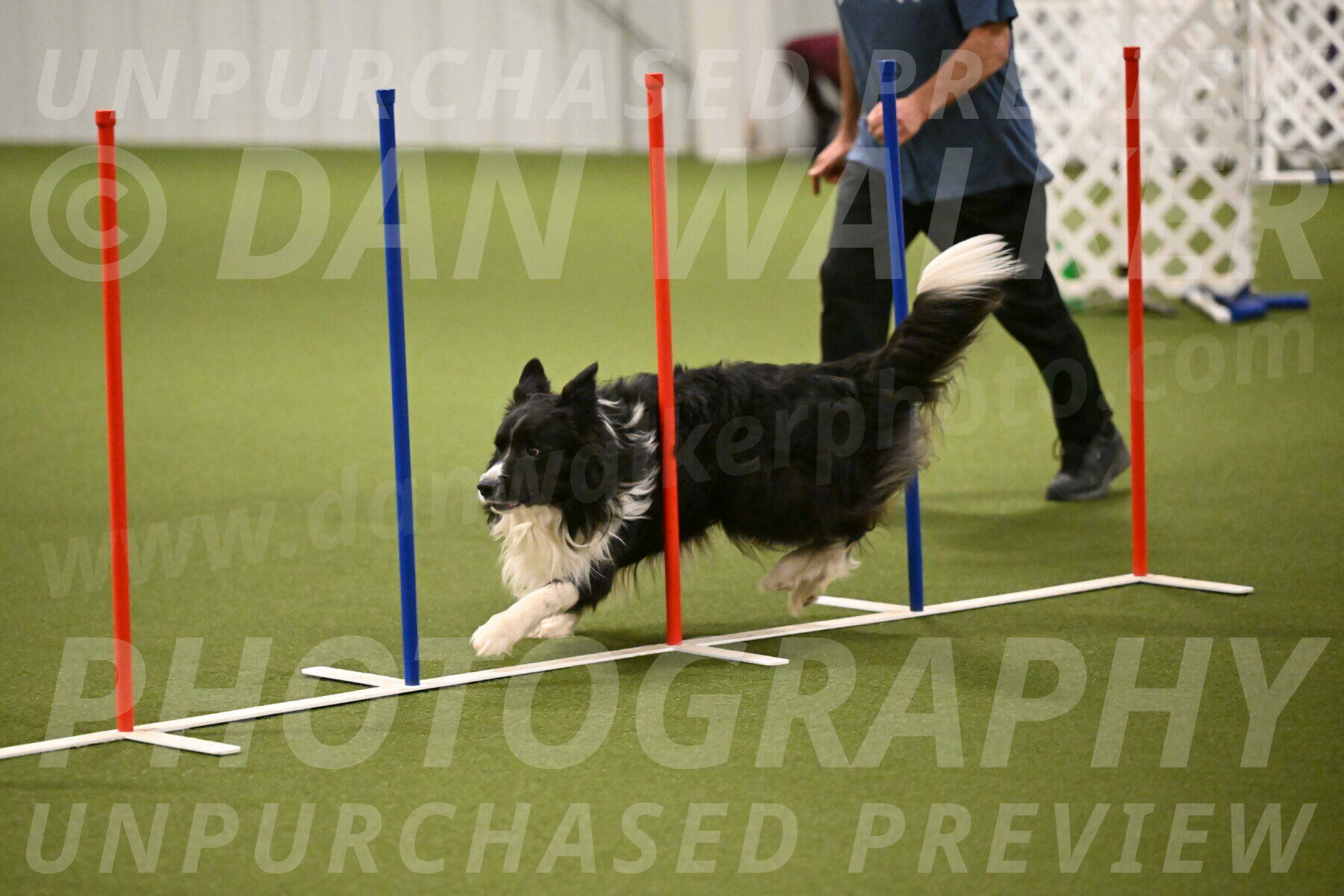 Frenzy-Robert-Rachow-10030