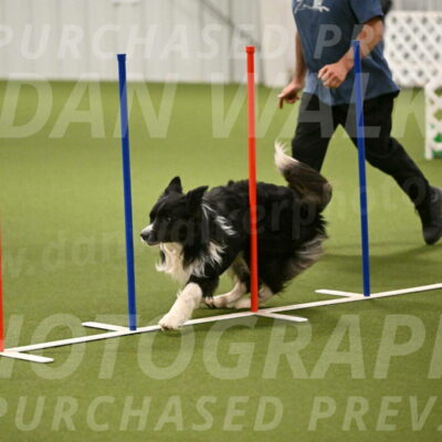 Frenzy-Robert-Rachow-10031