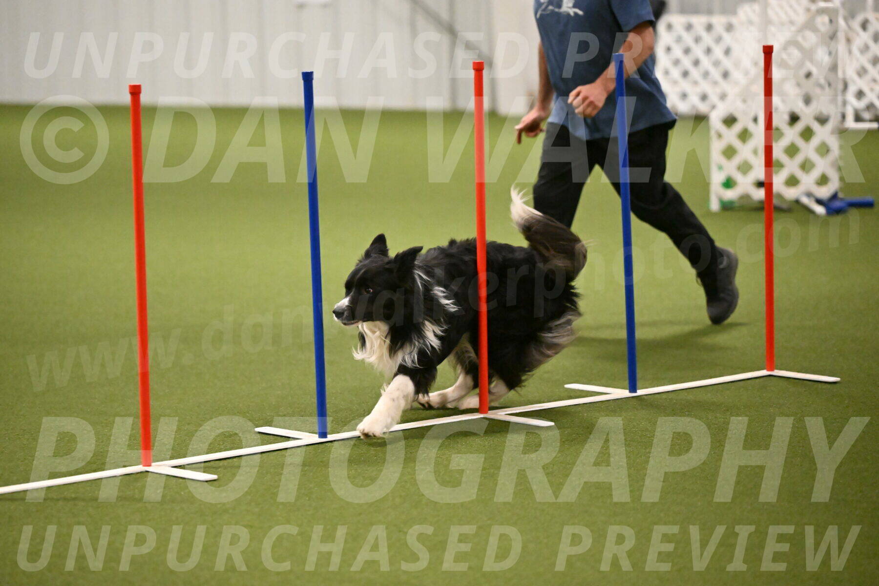 Frenzy-Robert-Rachow-10031