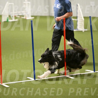 Frenzy-Robert-Rachow-10033