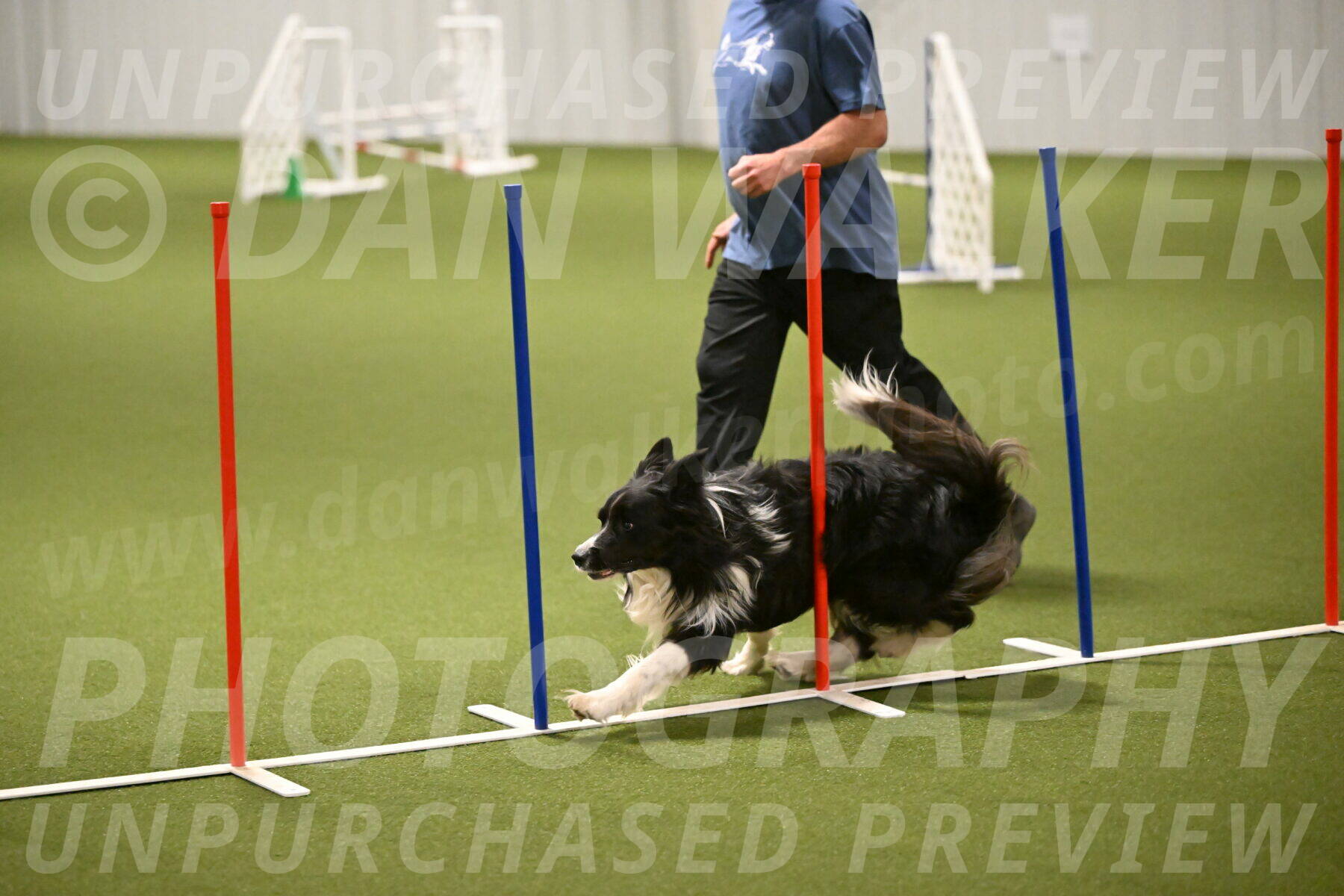 Frenzy-Robert-Rachow-10033