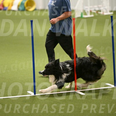 Frenzy-Robert-Rachow-10035