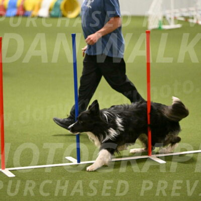 Frenzy-Robert-Rachow-10036