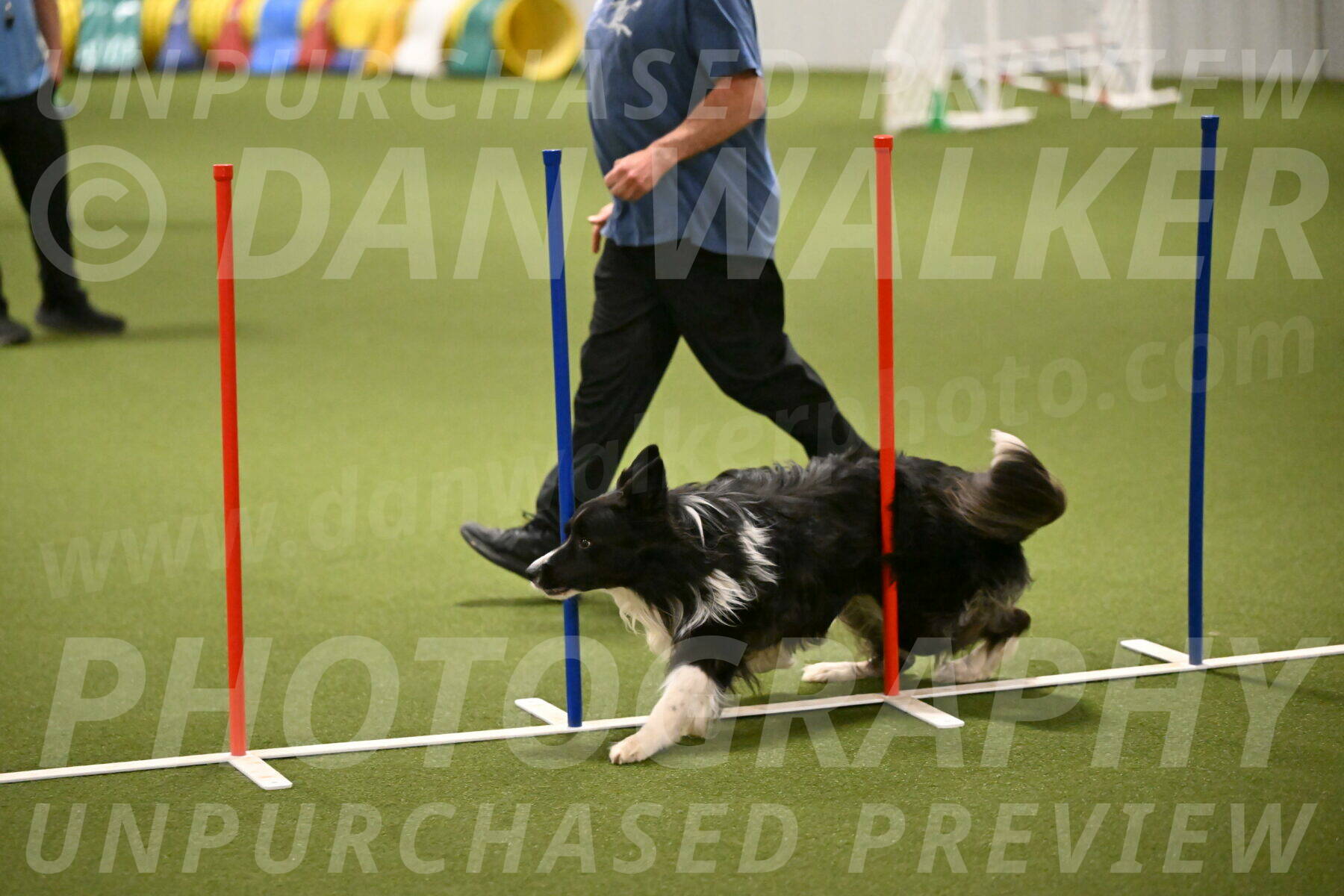 Frenzy-Robert-Rachow-10036