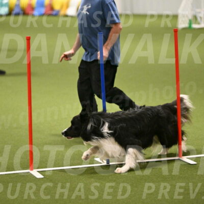 Frenzy-Robert-Rachow-10037