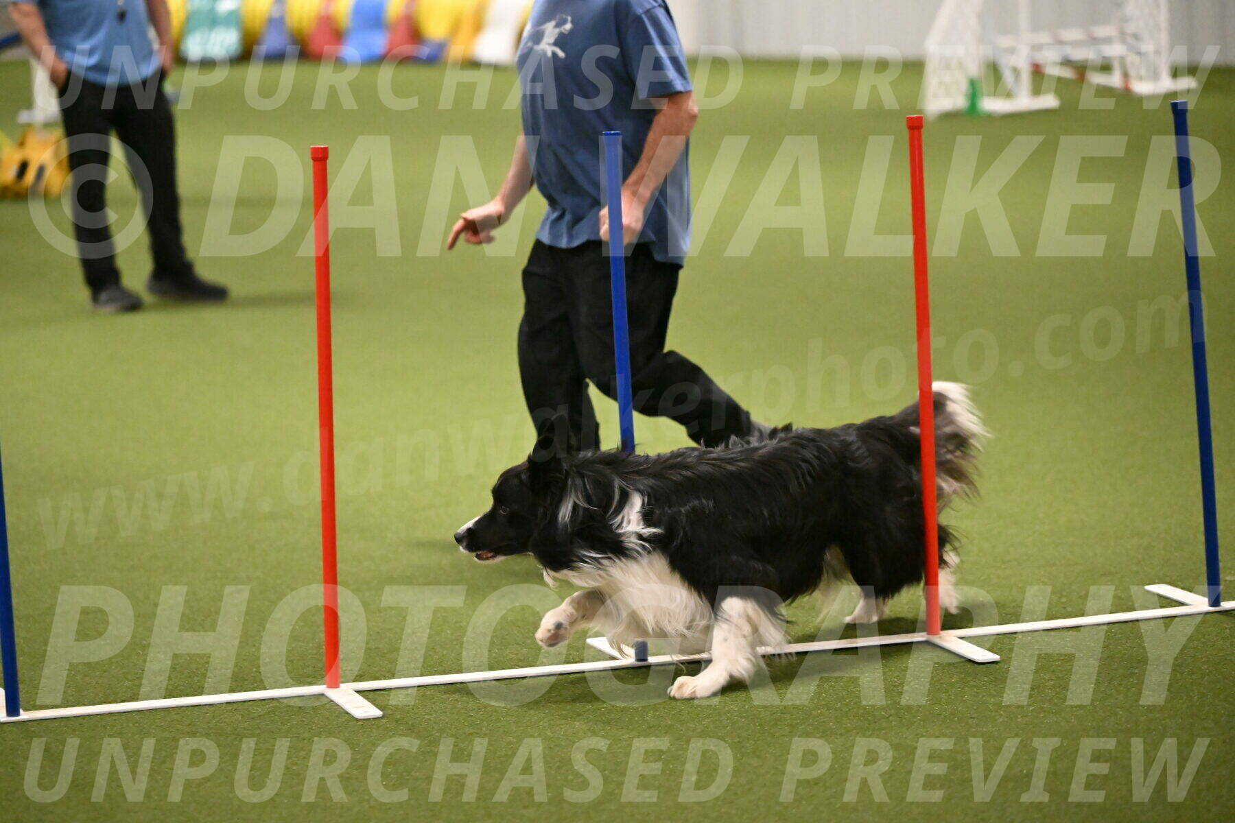 Frenzy-Robert-Rachow-10037