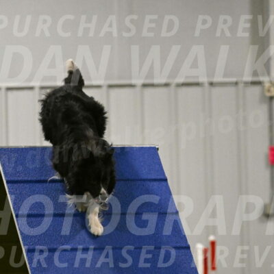 Frenzy-Robert-Rachow-10038