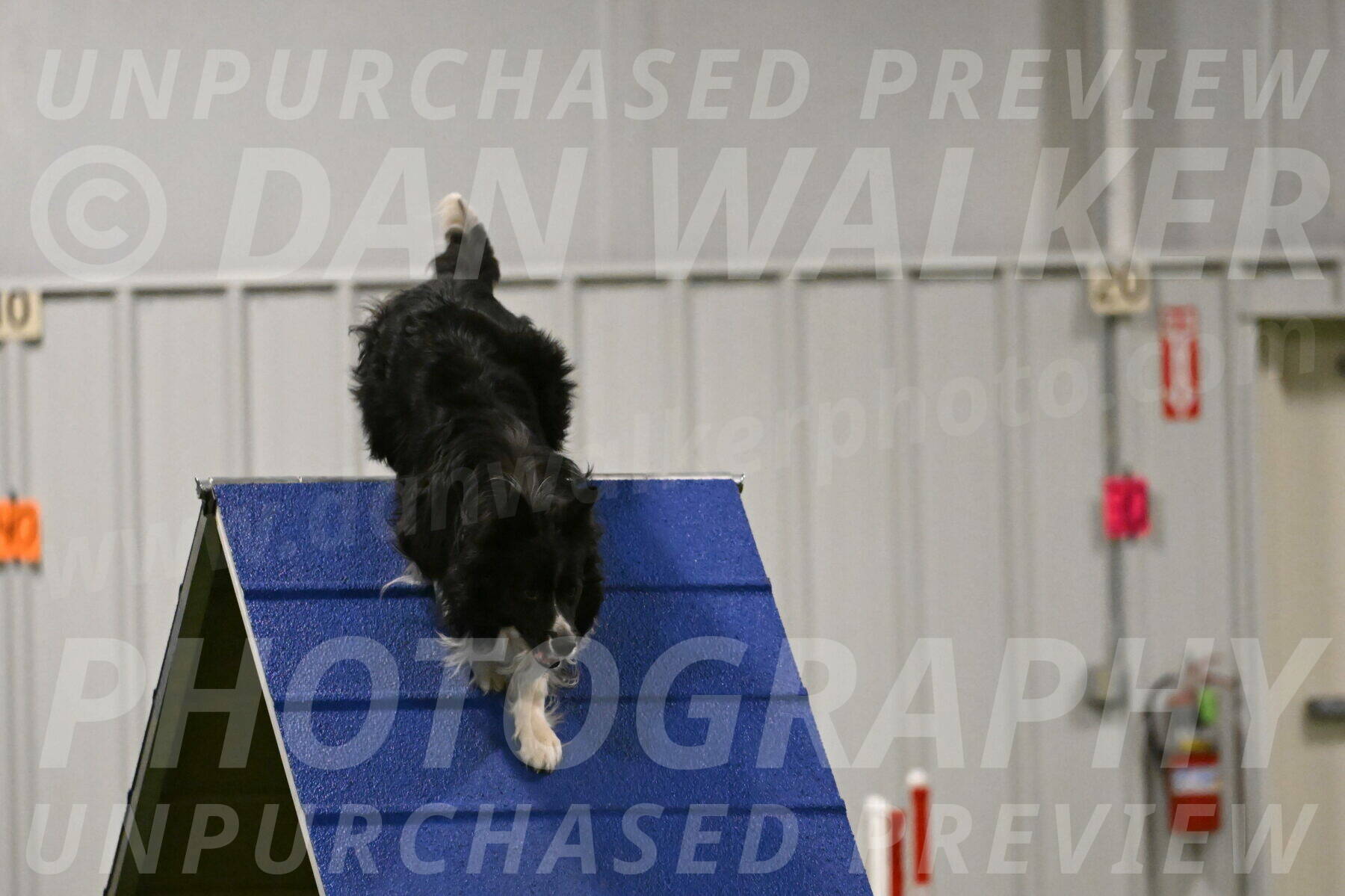 Frenzy-Robert-Rachow-10038