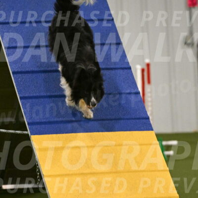 Frenzy-Robert-Rachow-10039