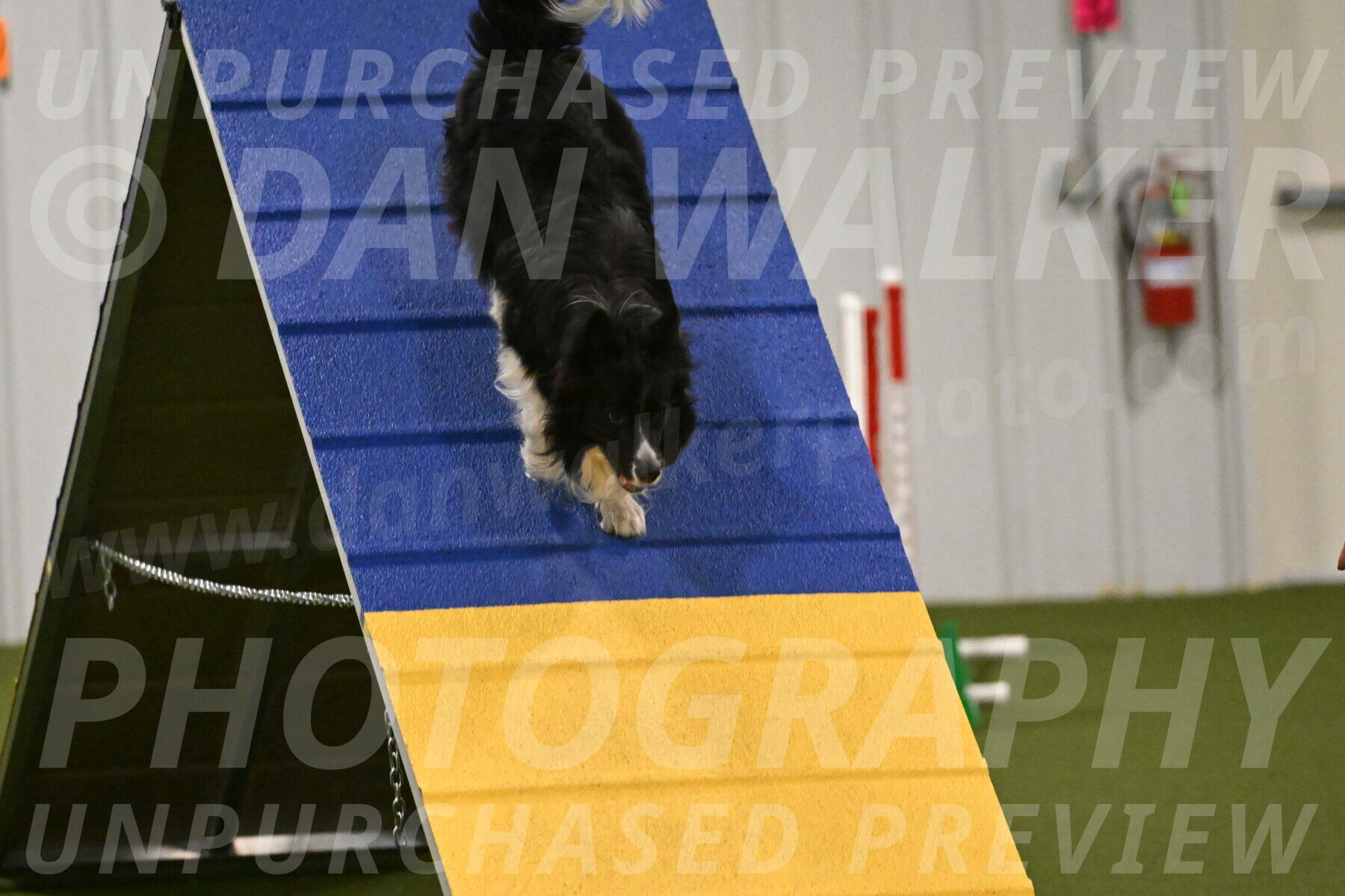 Frenzy-Robert-Rachow-10039