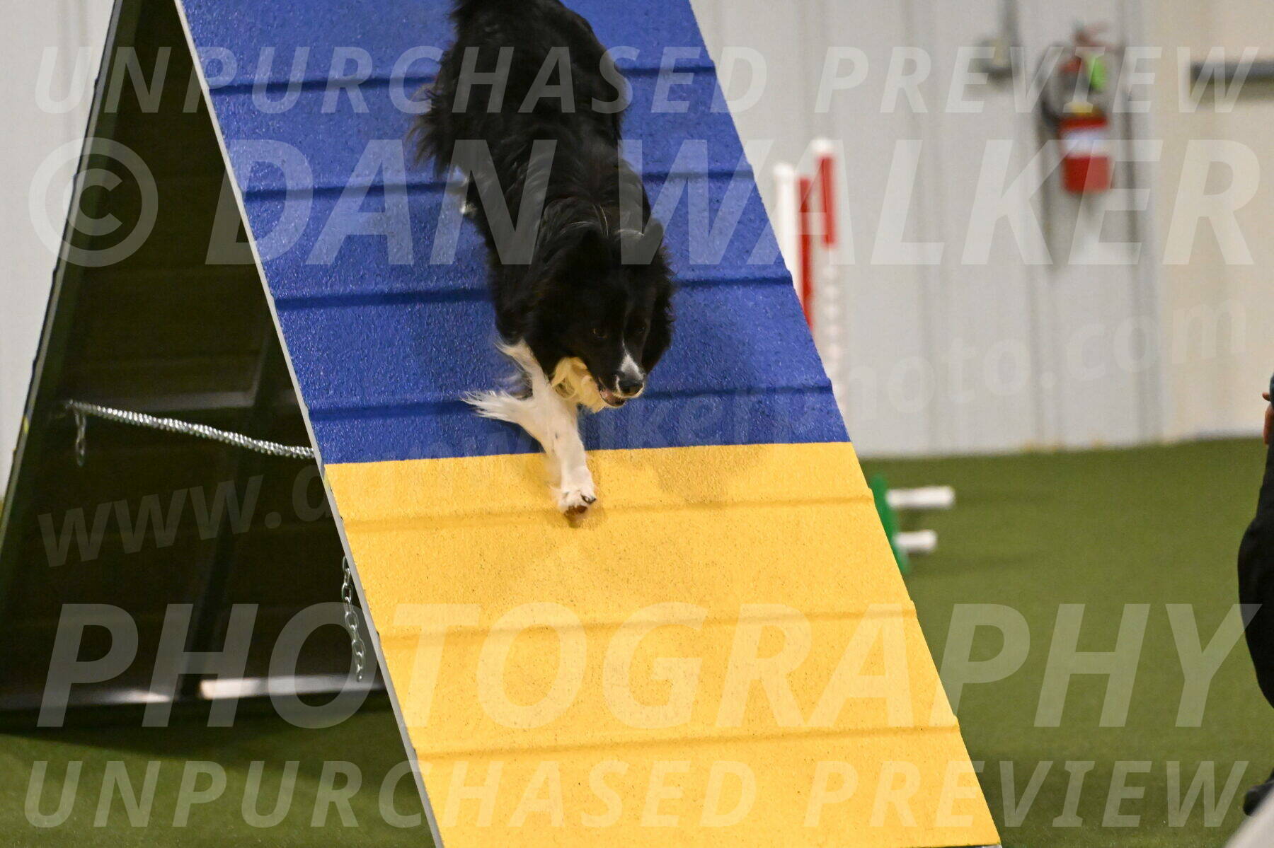 Frenzy-Robert-Rachow-10040