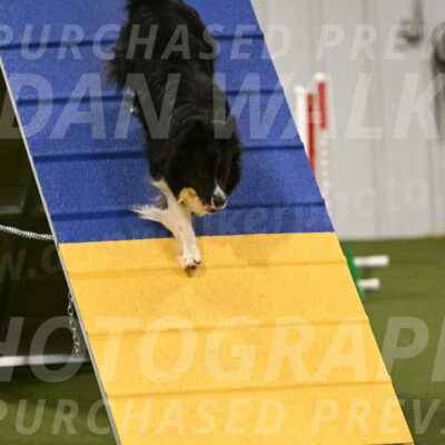 Frenzy-Robert-Rachow-10040