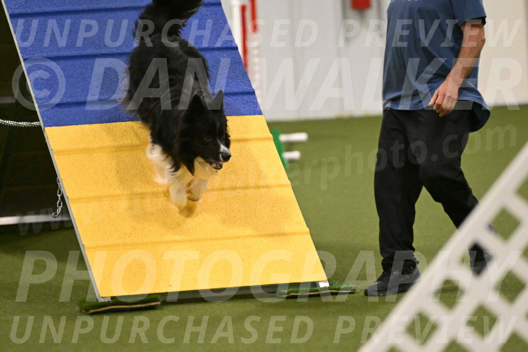 Frenzy-Robert-Rachow-10042