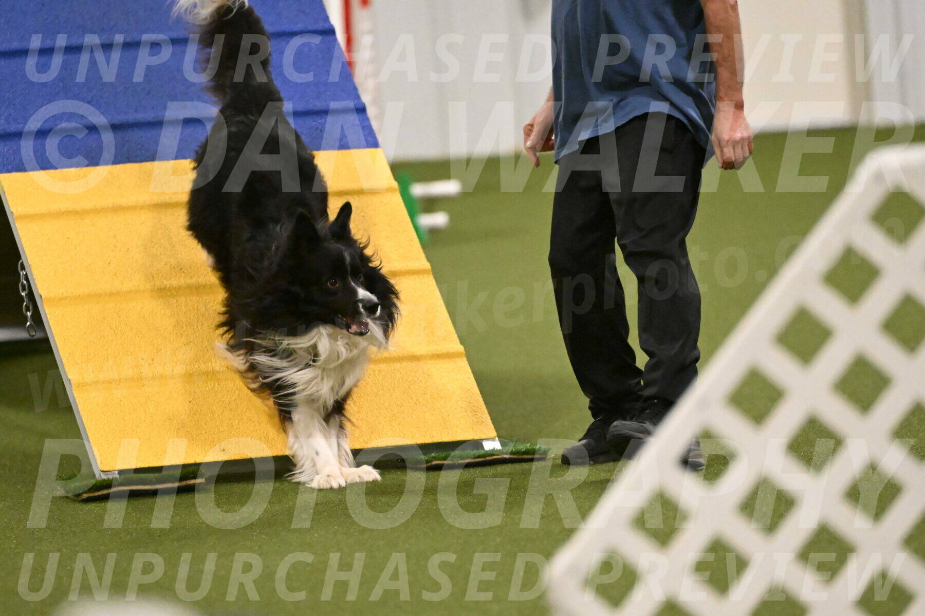 Frenzy-Robert-Rachow-10043