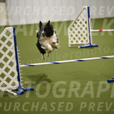 Frenzy-Robert-Rachow-10044