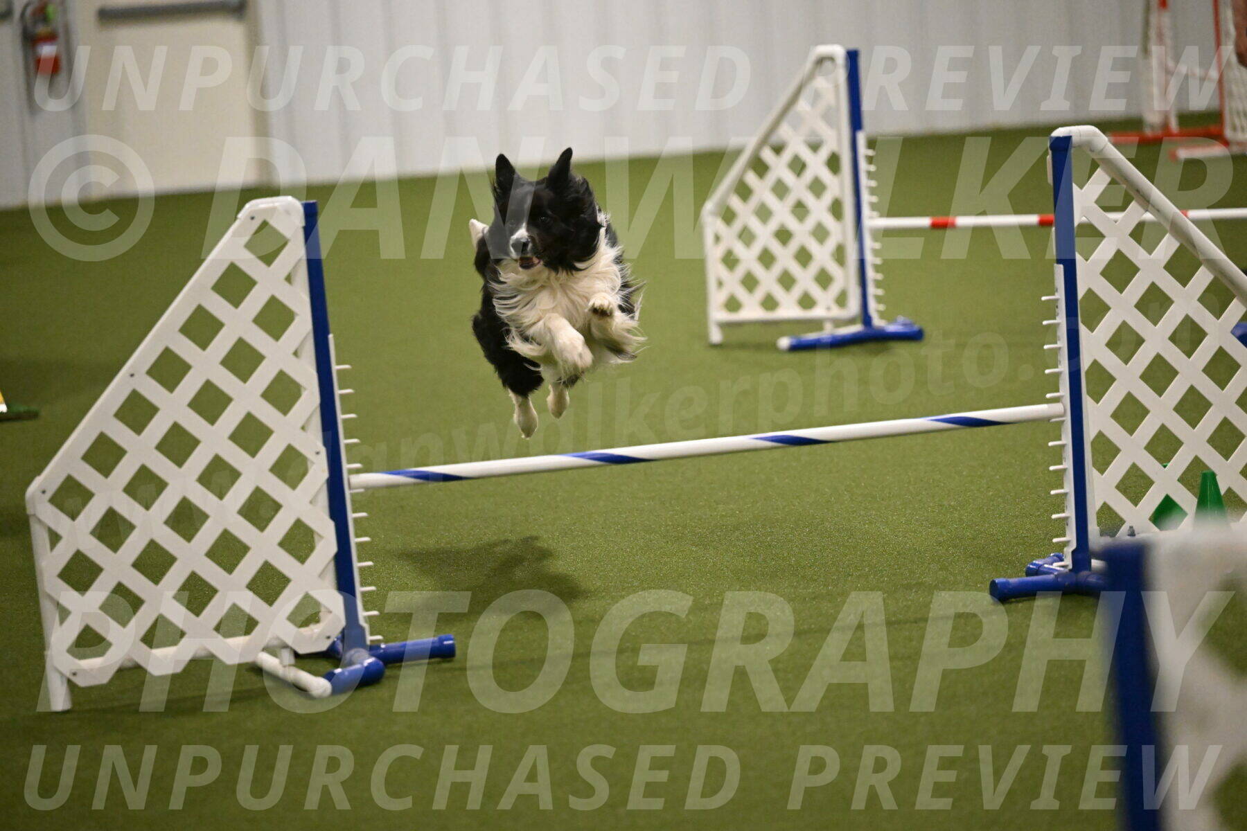 Frenzy-Robert-Rachow-10044