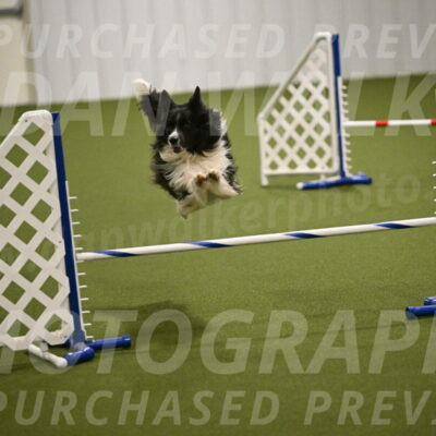 Frenzy-Robert-Rachow-10045