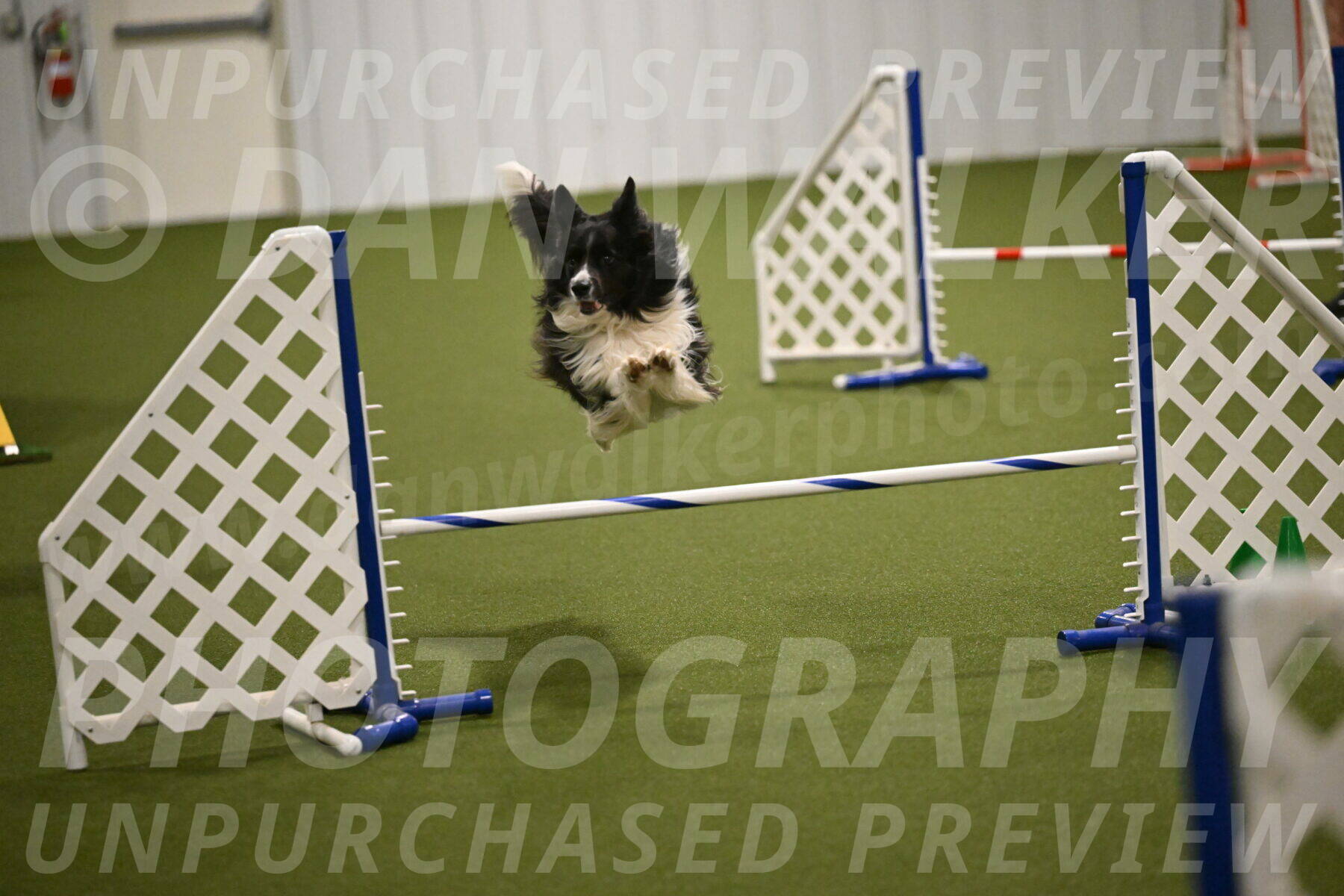 Frenzy-Robert-Rachow-10045