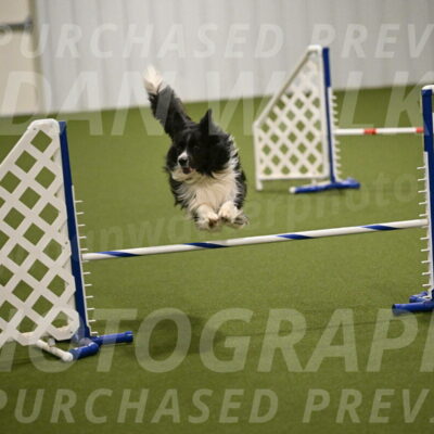 Frenzy-Robert-Rachow-10046