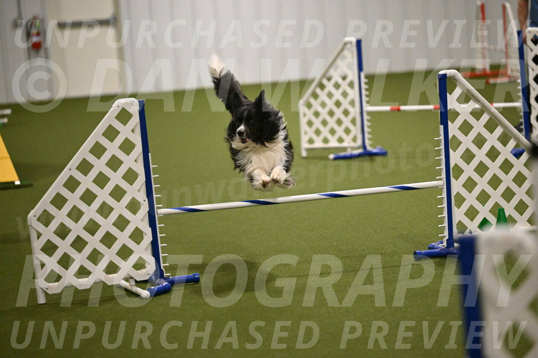 Frenzy-Robert-Rachow-10046