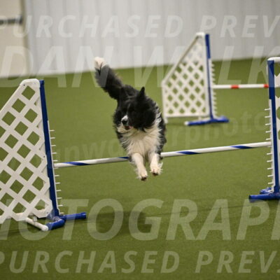 Frenzy-Robert-Rachow-10047