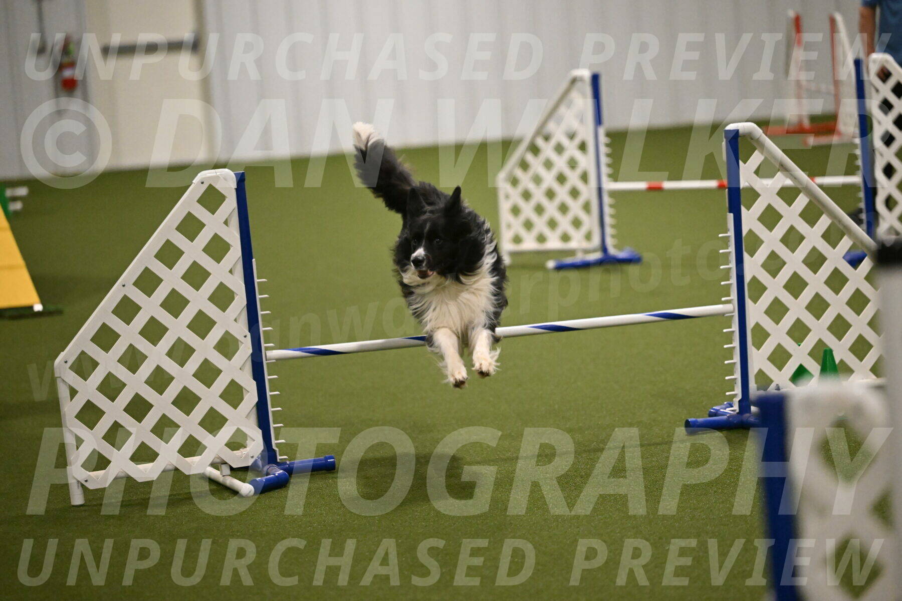 Frenzy-Robert-Rachow-10047